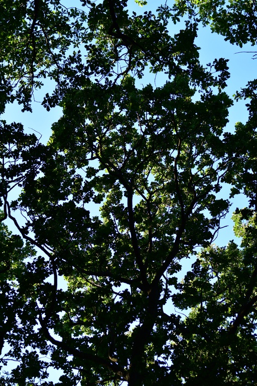 London/Forest Hill/DSC_3176.JPG